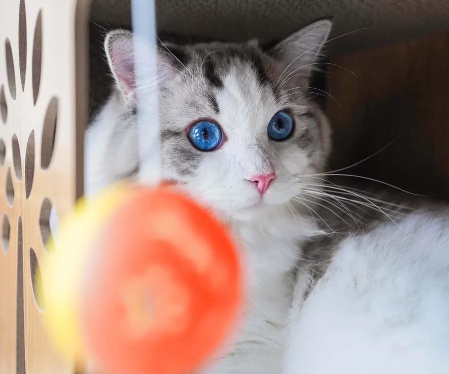 pet friendly maybis Hotel